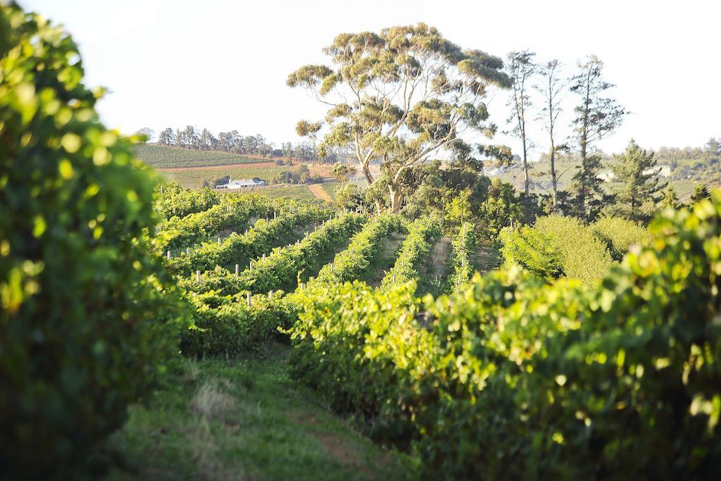 Готель Brenaissance Wine & Stud Estate Стелленбос Екстер'єр фото